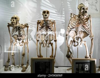 Große Affenskelette im Zoologischen Museum der Universität Cambridge in Cambridge, Großbritannien. Von links nach rechts: Bornean Orangutan, westlicher Gorilla, Stockfoto