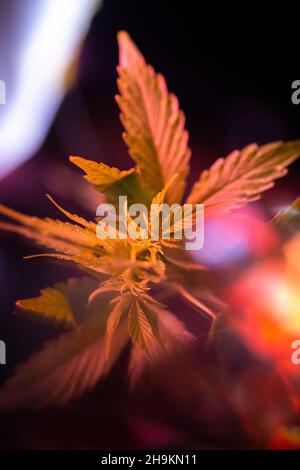 Cannabisbusch mit Blättern in hellem Licht. Stockfoto