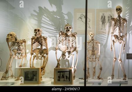 Große Affenskelette im Zoologischen Museum der Universität Cambridge in Cambridge, Großbritannien. L-R Orang-Utan, Gorilla, Gorilla, Schimpansen, Mensch Stockfoto