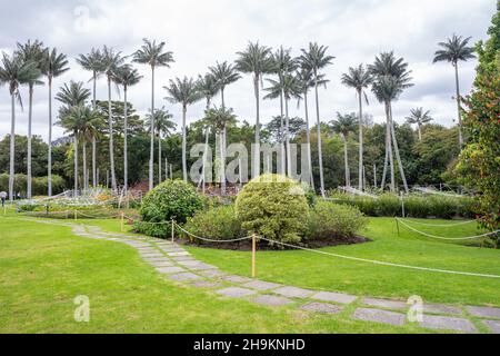 5. Dezember 2021, der Botanische Garten von Bogota José Celestino Mutis. Der Weg der Palmen Stockfoto