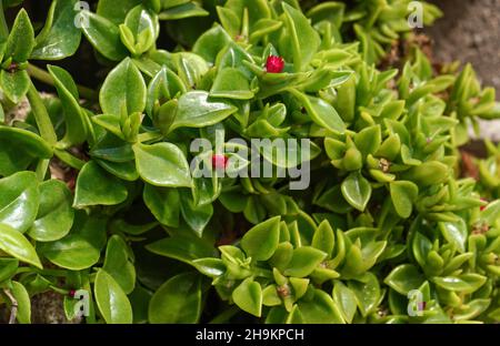 Glänzendes Wachs wie saftige grüne Pflanzenblätter mit kleinen roten Blüten, Nahaufnahme Detail Stockfoto