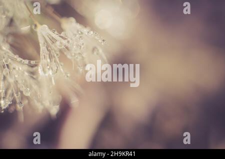 Künstlerischer Hintergrund für Desktop. Verschwommenes abstraktes Foto eines Dandelions mit Tautropfen. Stockfoto