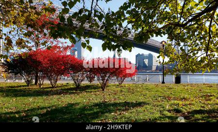 Japanische Ahornbäume mit roten Blättern im East River Park im Abschnitt südlich von Houston St, New York, NY. 23. November 2021. Stockfoto