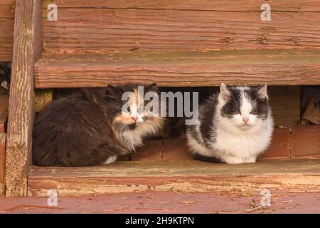 Zwei Verirrte Katzen Verstecken Sich Unter Dem Holzdeck Stockfoto