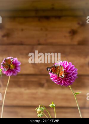 Zwei Pfauenschmetterlinge auf rosa Dahlia-Blüten, auf einem verschwommenen Holzwandhintergrund. Stockfoto