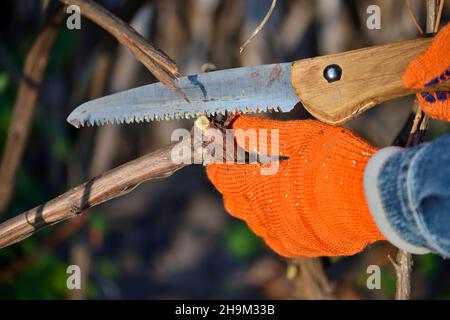 Der Gärtner macht den Schnitt eines Weinbusches. Die Hände des Gärtners mit einer Handsäge aus nächster Nähe. Arbeiten Sie im Herbstgarten. Stockfoto