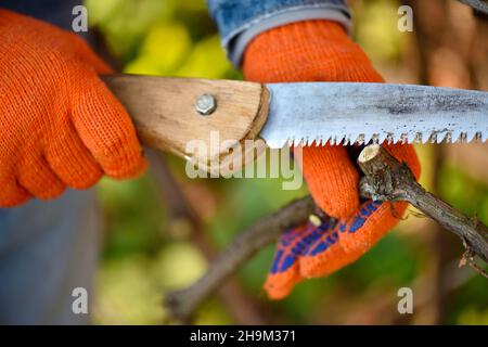 Der Gärtner macht den Schnitt eines Weinbusches. Die Hände des Gärtners mit einer Handsäge aus nächster Nähe. Arbeiten Sie im Herbstgarten. Stockfoto