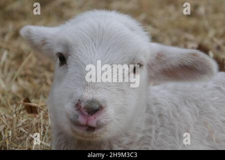 Der Kopf eines Lammes, der direkt in die Kamera schaut. Stockfoto