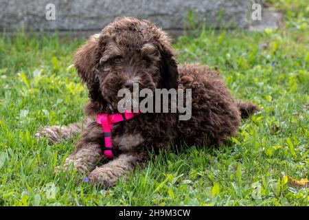 Pudel Puppy liegt auf Gras mit rosa Kragen Stockfoto