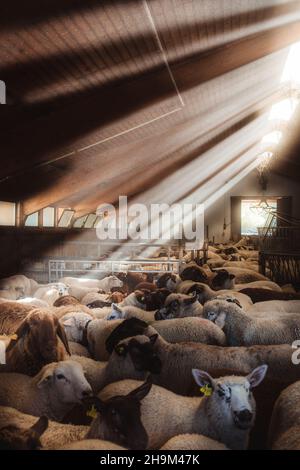 Schafzucht in der Schweiz Stockfoto