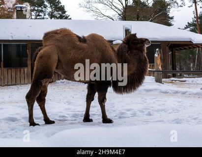 Baktrian Kamel (Camelus bactrianus), auch bekannt als mongolisches Kamel oder heimisches Baktrian Kamel, in verschneiter Umgebung. Er hat zwei Höcker auf dem Rücken Stockfoto