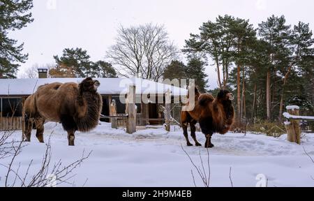 Zwei baktrische Kamele (Camelus bactrianus), auch bekannt als mongolische Kamele oder einheimische baktrische Kamele, in schneebedeckter Umgebung. Sie haben zwei Höcker an Stockfoto