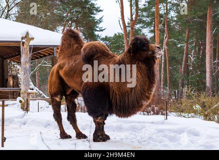 Baktrian Kamel (Camelus bactrianus), auch bekannt als mongolisches Kamel oder heimisches Baktrian Kamel, in verschneiter Umgebung. Er hat zwei Höcker auf dem Rücken Stockfoto