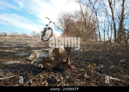 Der Schädel des Tieres liegt am Straßenrand. Ein Fahrrad steht in der Ferne. Stockfoto