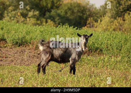 Die Ziege grast auf der Wiese. Stockfoto