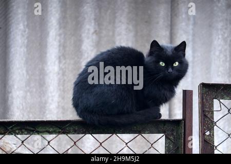 Die schwarze Katze sitzt auf dem Zaun. Stockfoto