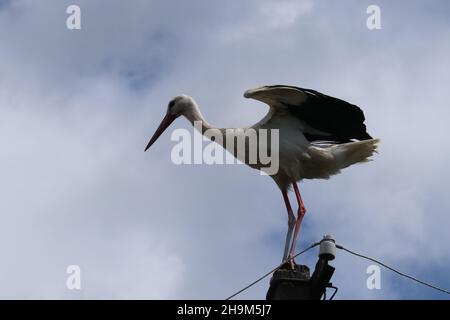 Storch sitzt auf einem Strommast Stockfoto