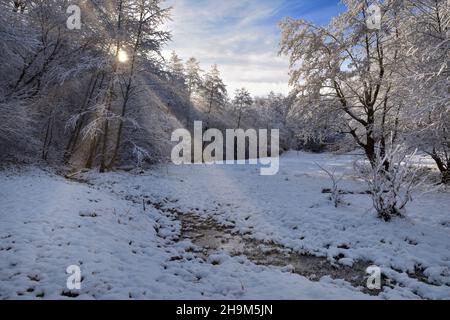 Schöne verschneite Winterlandschaft mit Wald und Sonne. Die Sonne scheint durch schneebedeckte Bäume. Stockfoto