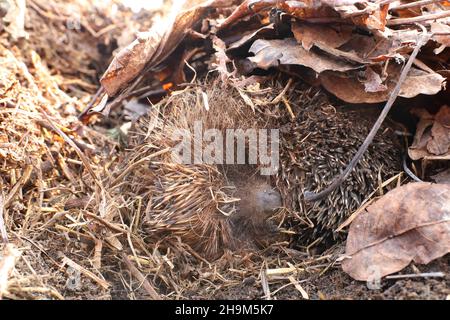 Igel überwintern in natürlichem Waldlebensraum. In herbstlichen Blättern zu einer Kugel zusammengerollt. Nahaufnahme. Erinaceus Europaeus Stockfoto