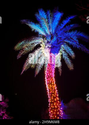 Johnsonville Night Lights in the Garden Weihnachten 2021 im Naples Botanical Garden in Naples, Florida, USA Stockfoto