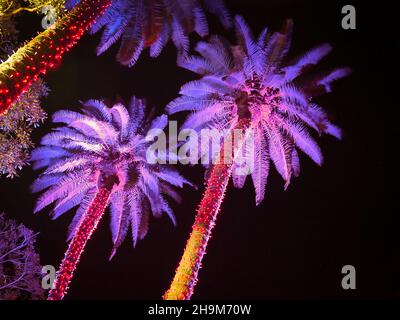 Johnsonville Night Lights in the Garden Weihnachten 2021 im Naples Botanical Garden in Naples, Florida, USA Stockfoto