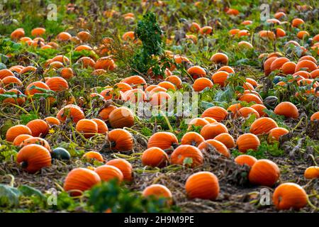 Kürbisse, kurz vor der Ernte auf einem Feld NRW, Deutschland Stockfoto