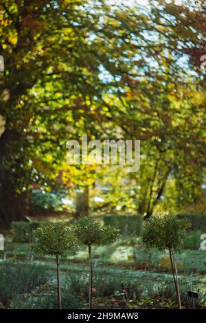 Botanischen Garten Tabor Morgen Winter Stockfoto