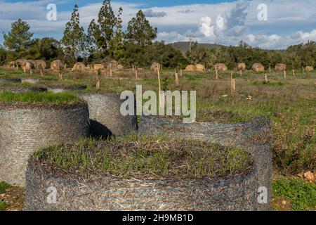 Nahaufnahme von Gras, das über einem Strohballen wächst. Im Hintergrund, außer Fokus, Strohkugeln in einer mediterranen Landschaft auf der Insel Mallorca Stockfoto