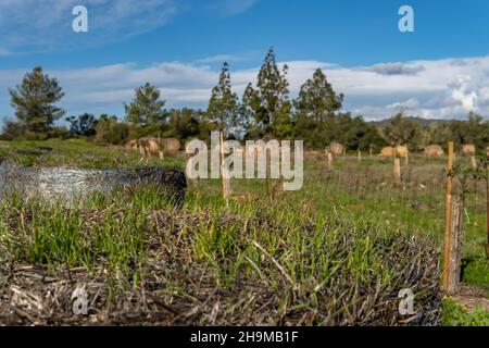 Nahaufnahme von Gras, das über einem Strohballen wächst. Im Hintergrund, außer Fokus, Strohkugeln in einer mediterranen Landschaft auf der Insel Mallorca Stockfoto