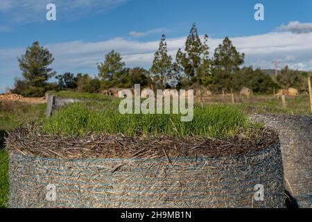 Nahaufnahme von Gras, das über einem Strohballen wächst. Im Hintergrund, außer Fokus, Strohkugeln in einer mediterranen Landschaft auf der Insel Mallorca Stockfoto