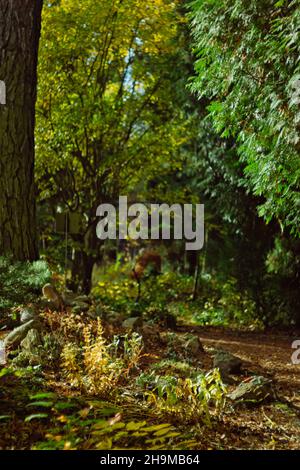 Botanischen Garten Tabor Morgen Winter Stockfoto