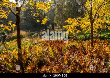 Der Grugapark, Essen, Botanischer Garten, Parkanlage für Freizeit und Erholung, Moor und Heide Bereich, Herbst, NRW, Deutschland, Stockfoto