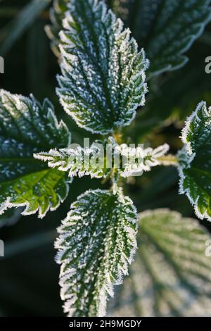 Winterwiese bei Sonnenaufgang, Blumen und Gras beleuchtet von der Morgensonne Stockfoto