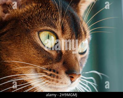 Nahaufnahme der sitzenden Abessinier-Katze. Makroaufnahme Stockfoto