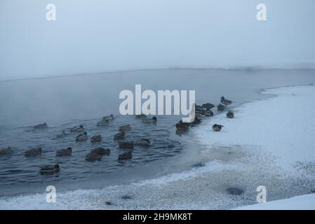 Nebel steigt von der Oberfläche eines ungefrorenen Flusses auf. Enten schwimmen in einem ungefrorenen Fluss und gehen auf das Eis Stockfoto