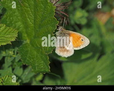 Kleiner Heidefalter (Coenonympha pamphilus) mit meliertem Auge und Flügelfleck-Auge auf Blatt in gutem Licht in Cumbria, England, Großbritannien Stockfoto