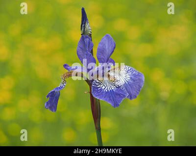 Iris mit sibirischer Flagge, Iris sibirica vor grünem und gelbem Hintergrund von Gras und Butterblumen, die in einem Garten in Cumbria, England, angebaut werden Stockfoto