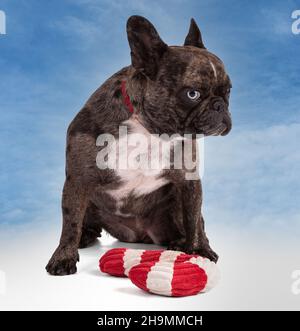 Französische Bulldogge mit roten Fliege für Weihnachten am blauen Himmel Stockfoto