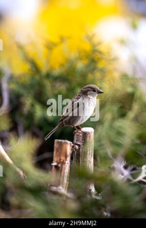 Nahaufnahme eines sitzenden Sperbling Stockfoto