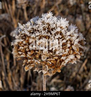 Getrocknete schneebedeckte braune Hortensien blühen im Winter im Garten Stockfoto
