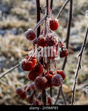 Im Winter sind die Milchbüschen der kleinen roten Zieräpfel auf einem Baum Stockfoto