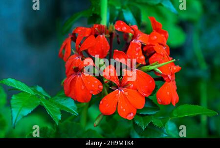 Rote Geranienblüten (Pelargonium peltatum) Stockfoto