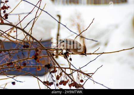 Der Taiga-Vogelwachflügel fliegt im Winter in Siedlungen und ernährt sich in Gärten und Parks von den Früchten dekorativer Bäume und Sträucher Stockfoto