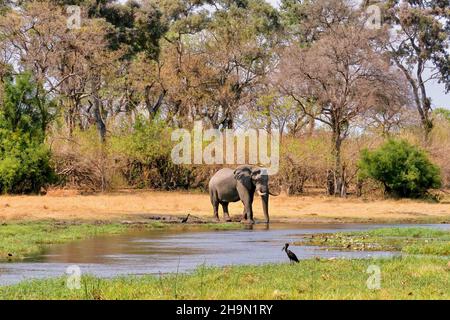 Ein Weitwinkelblick auf einen einsamem männlichen wilden afrikanischen Elefanten (Loxodonta africana), der aus einem Fluss im Moremi Game Reserve trinkt, und die Landschaft. Stockfoto