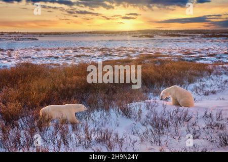 Zwei wilde Eisbären (Ursus maritimus), die sich bei Sonnenaufgang in ihrem natürlichen Lebensraum mit Weidensträuchern und einer verschneiten Tundralandschaft begegnen, Stockfoto