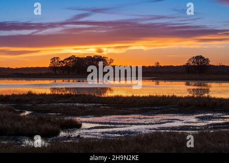 Trompeter Swans (Cygnus buccinator) im Teich bei Sonnenuntergang, Crex Meadows Wildlife Management Area, WI, USA, von Dominique Braud/Dembinsky Photo Assoc Stockfoto