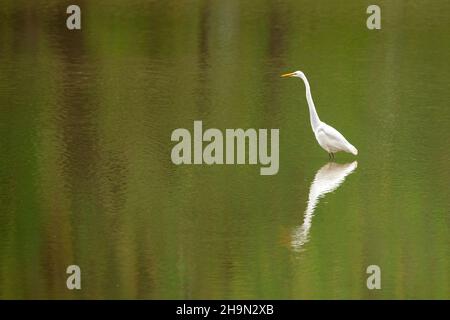 Großreiher (Ardea alba), watend, Angeln im Teich, E Nordamerika, von Dominique Braud/Dembinsky Photo Assoc Stockfoto