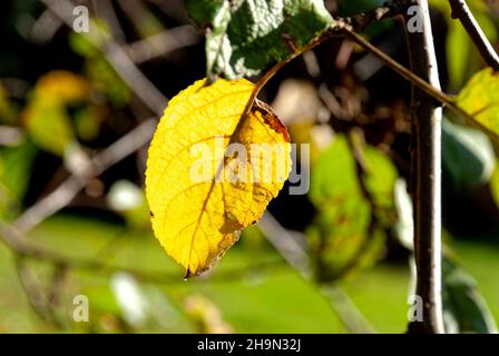 Blatt in der Sonne – ein gelbes Blatt in den Strahlen der Herbstsonne (Nahaufnahme auf verschwommenem Hintergrund) Stockfoto