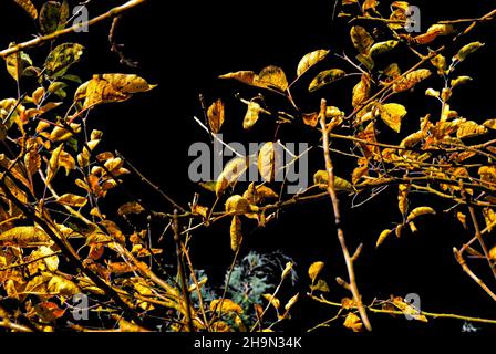 Herbstplantage (schwarzer Himmel) – gelbe Herbstblätter auf Zweigen auf schwarzem Hintergrund Stockfoto