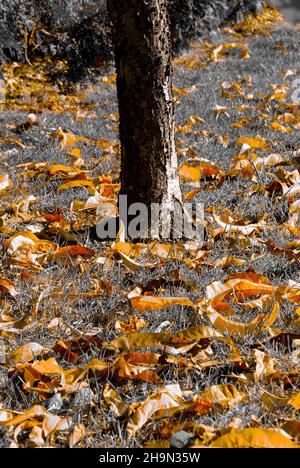 Herbstpostkarte (Obstgarten) – gefallene bunte Blätter im Gras – extrahierte Farbe Stockfoto